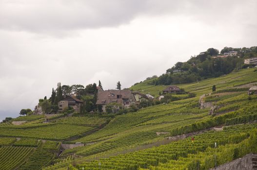 Houses amidst vineyards against an overcast sky