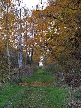 Autumn trees in Woodwalton fen nature reserve. Part of The Great Fen Project, that aims to restore over 3000 hectares of fenland habitat between Huntingdon and Peterborough.