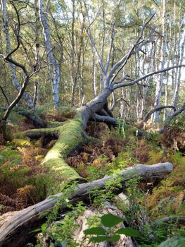 As the peat is still shrinking the roots of the trees become exposed, making them unstable. Many trees can be seen leaning at odd angles untill they eventually fall down.