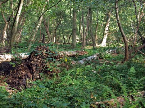 As the peat is still shrinking the roots of the trees become exposed, making them unstable. Many trees can be seen leaning at odd angles untill they eventually fall down.