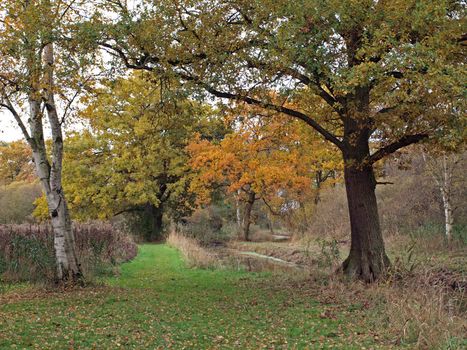 Autumn trees in Woodwalton fen nature reserve. Part of The Great Fen Project, that aims to restore over 3000 hectares of fenland habitat between Huntingdon and Peterborough.