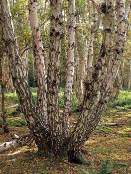 As the peat is still shrinking the roots of the trees become exposed, making them unstable. Many trees can be seen leaning at odd angles untill they eventually fall down. Much of the 266 hectares reserve has become covered with birch woodland