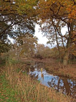 Autumn trees and dykes in Woodwalton fen nature reserve. Part of The Great Fen Project, that aims to restore over 3000 hectares of fenland habitat between Huntingdon and Peterborough.