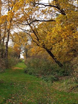 Autumn trees in Woodwalton fen nature reserve. Part of The Great Fen Project, that aims to restore over 3000 hectares of fenland habitat between Huntingdon and Peterborough.