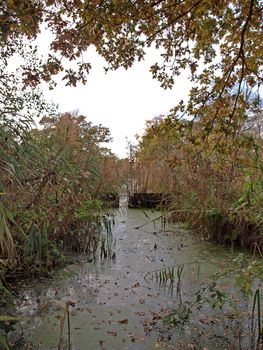 Autumn trees and dykes in Woodwalton fen nature reserve. Part of The Great Fen Project, that aims to restore over 3000 hectares of fenland habitat between Huntingdon and Peterborough.