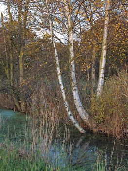 Autumn trees and dykes in Woodwalton fen nature reserve. Part of The Great Fen Project, that aims to restore over 3000 hectares of fenland habitat between Huntingdon and Peterborough.