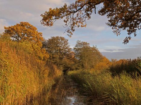 Autumn trees and dykes in Woodwalton fen nature reserve. Part of The Great Fen Project, that aims to restore over 3000 hectares of fenland habitat between Huntingdon and Peterborough.