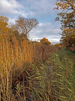 Autumn trees and dykes in Woodwalton fen nature reserve. Part of The Great Fen Project, that aims to restore over 3000 hectares of fenland habitat between Huntingdon and Peterborough.