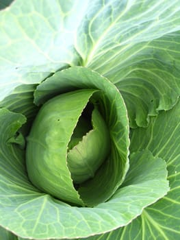 The image of big head of ripe and green cabbage