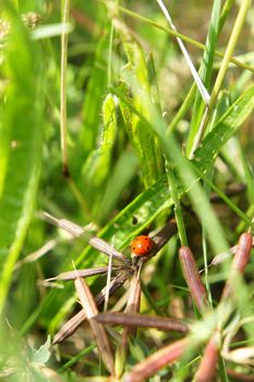 Ladybird and fresh green grass;   