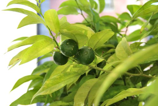 Citrus tree with ripen fruits 