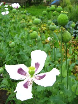 image of beautiful white flower of poppy and its fruits on plantation