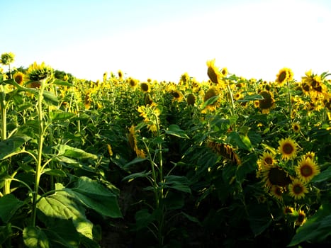 image of the field with beautiful sunflowers