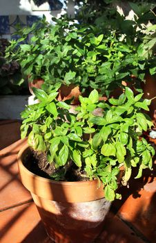 Basil and other herbs in the pot   
