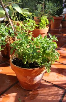 Basil and other herbs in the pot    