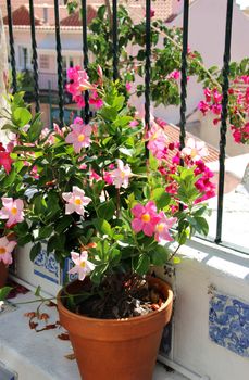 Well designed terrace with flowers