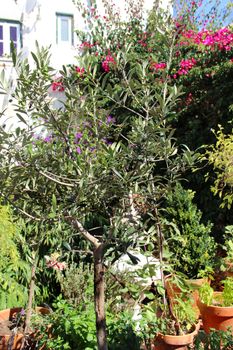 Well designed terrace with flowers and herbs
