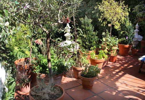 Basil and other herbs in the pot            
