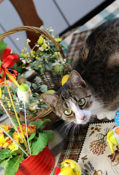 Mix of beautiful handmade Easter colored eggs, rabbit and funny cat