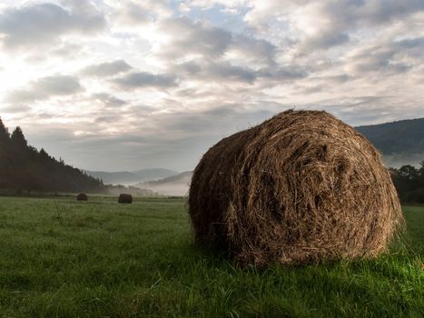 Photography hay bale in the morning in the meadow