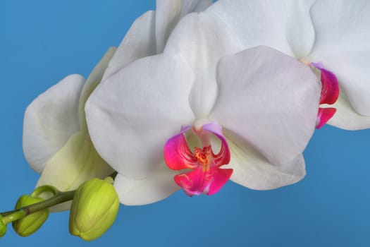 Macro closeup of beautiful white and pink flower of Phalaenopsis orchid on blue background