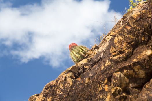 Close up of Turks Cap or Head cactus growing in rocks by sea in St Thomas Caribbean