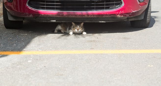 Small cat or kitten hiding under fender of car in parking lot or road