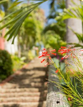 Ninety nine steps framed by red flower blossom in Charlotte Amalie St Thomas