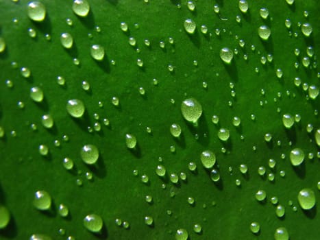 A background of raindrops on a bright green leaf.