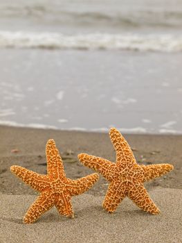 Two Starfish on the Shoreline with Waves in the Background