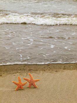 Two Starfish on the Shoreline with Waves in the Background