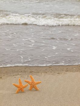 Two Starfish on the Shoreline with Waves in the Background