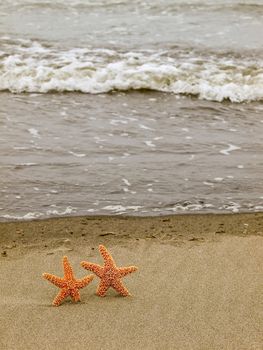 Two Starfish on the Shoreline with Waves in the Background