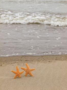 Two Starfish on the Shoreline with Waves in the Background