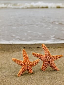 Two Starfish on the Shoreline with Waves in the Background