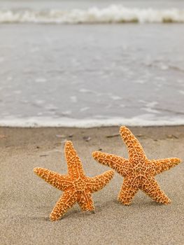 Two Starfish on the Shoreline with Waves in the Background