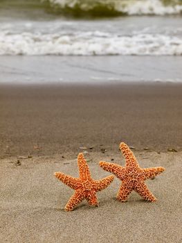 Two Starfish on the Shoreline with Waves in the Background