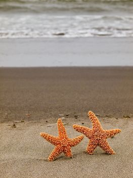 Two Starfish on the Shoreline with Waves in the Background