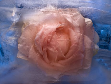 Frozen beautiful    pink   roseflower.  blossomsin the ice cube 