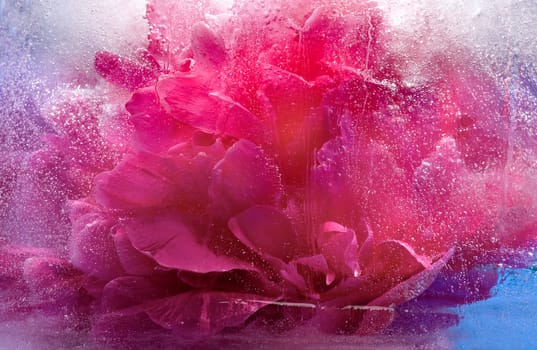 Frozen beautiful    pink peony flower.  blossomsin the ice cube 