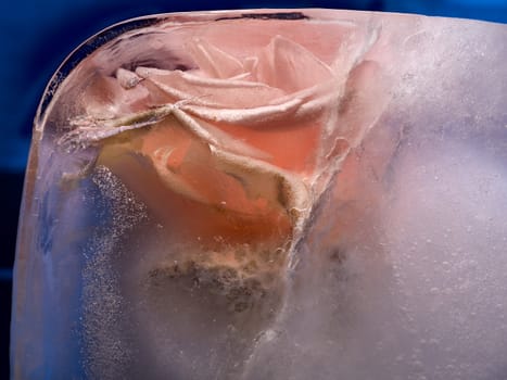 Frozen beautiful    pink   rose flower.  blossomsin the ice cube 