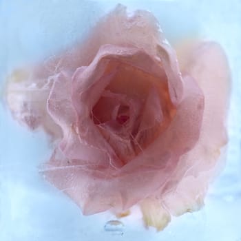 Frozen beautiful    pink   roseflower.  blossomsin the ice cube 