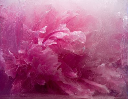 Frozen beautiful    pink peony flower.  blossomsin the ice cube 