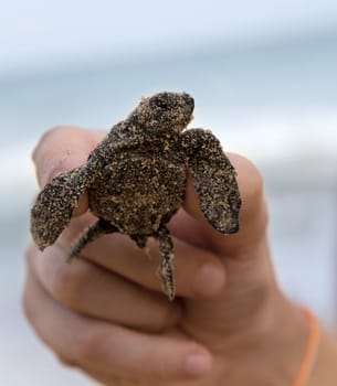 Loggerhead Turtle baby(Caretta carretta) in hand