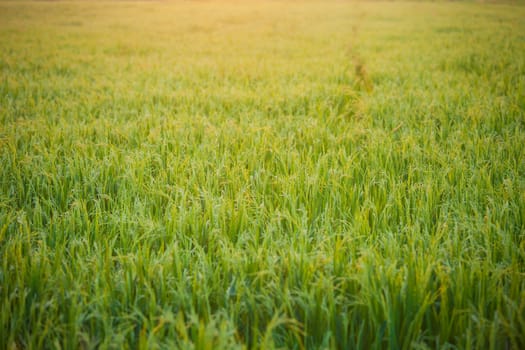close up of Rice sunset farm beautiful field