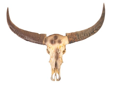 buffalo skull with horn isolated on white background