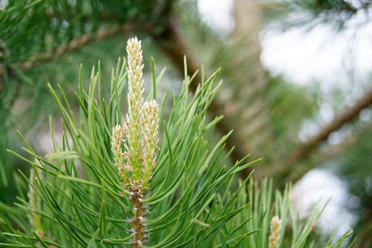 A part of green fir-tree in forest