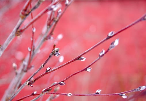 Branches on the red. Winter frost day