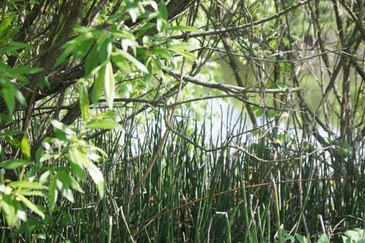 Rich green summer. Amazing flora near little river.
