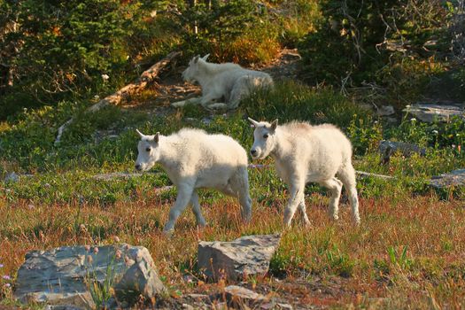 Mountain Goat (oreamnos americanus), Glacier National Park, Montana, USA